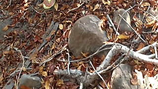 SEXY MATURE WIFE WITH A PRETTY PUSSY IS CAUGHT PEEING ON THE BEACH