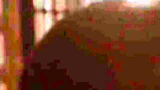 Adult Mobile - big cock trailer