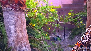 Solo masturbation of a beautiful amateur blonde