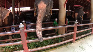Elephants feeding with Thai girlfriend
