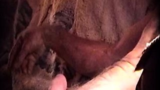 DARBY SUCKING MY FAT ENGORGED COCK