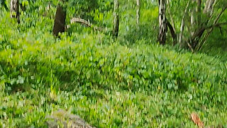 Horny in Nature