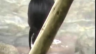 Amateur girls voyeur copulating in public place