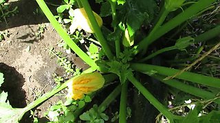 SexyAnka Pissing in Nature - Muscular Ukrainian MILF in Tan Pantyhose