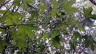 Public Risky POV Masturbation - Skinny Brunette Teen Solo in Forest