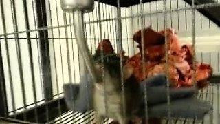 Asian hottie with nice big boobs