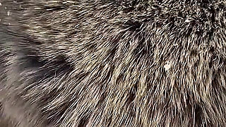 Vilu Vidish Is Sucking Dick in the Winter Forest